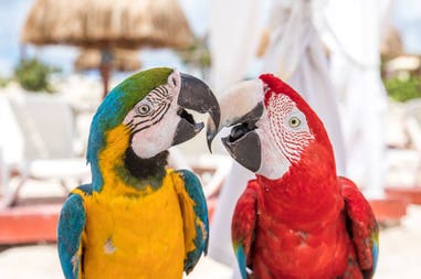 mexico-parrots
