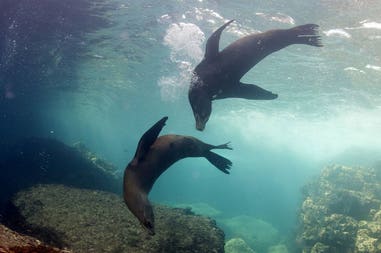 Mexico Baja California sea lions