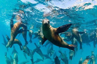 Mexico Baja California sea lions