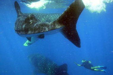 nado-con-tiburon-ballena