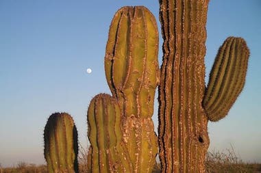 Mexico cactus