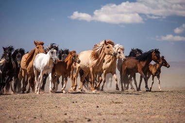 Mongolia cavalli