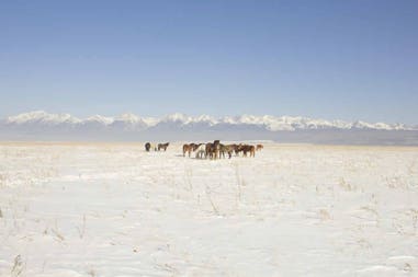 Mongolia cavalli