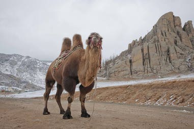 Cammello al Parco nazionale Gorkij Terelj