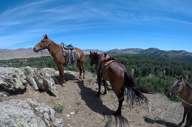 Cavalli al parco nazionale Gorkij Terelij in Mongolia