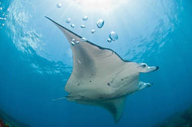 Manta nel mare del Mozambico