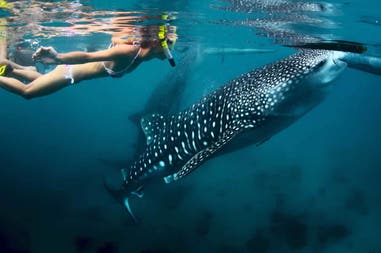 Snorkelling accanto agli squali balena in Mozambico