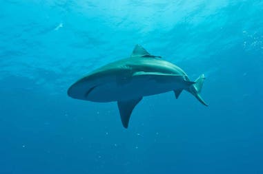 Mozambico snorkeling