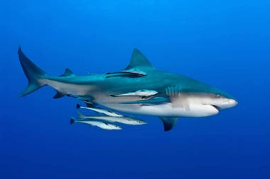 Mozambico snorkeling