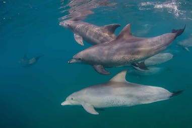 Mozambico snorkeling