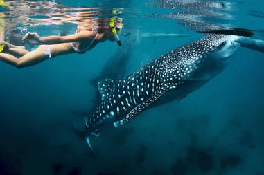 Mozambico snorkeling