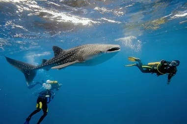 Mozambico snorkeling