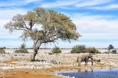 Namibia Parco Etosha