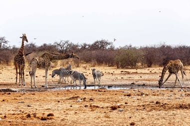 Namibia Parco Etosha