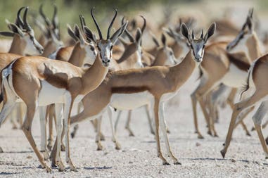 Namibia Parco Etosha