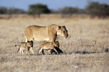 Namibia Parco Etosha