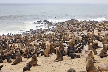 Namibia foche
