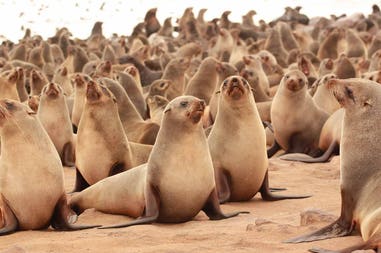 Namibia seals
