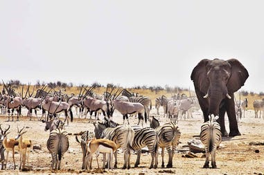 Namibia Etosha National Park