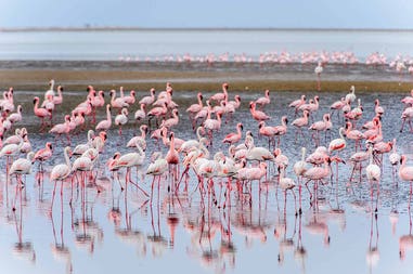 Namibia Walvis Bay flamingoes
