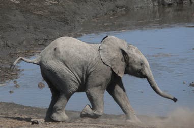 An elephant in Etosha National park