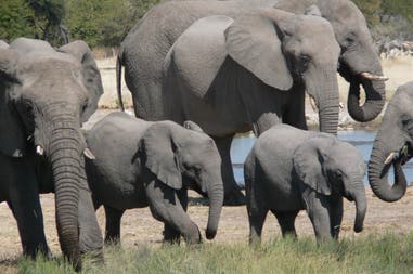 Elephants at the waterhole in Etosha National Park