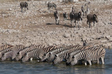Zebras drinking in Etosha National Partk