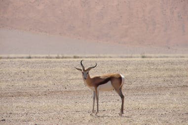 A typical antelope in Namibia
