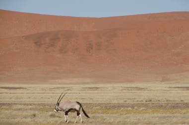 An antelope in Namibia