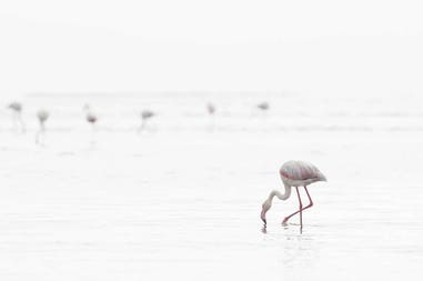 Namibia Wlavis Bay fenicotteri