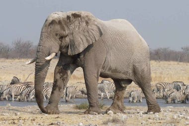 Namibia elefante