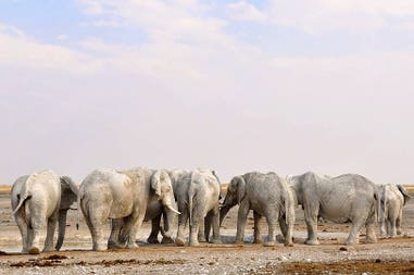 Namibia elefanti
