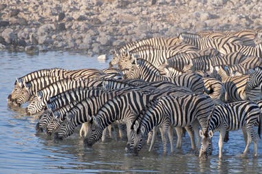 Namibia Parco Etosha