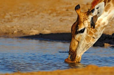 botswana-giraffe-drinking