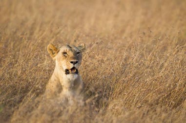 botswana-leone-un-leone-in-botswana