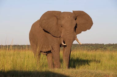 African Elephant in the savannah