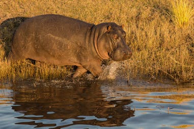 Hyppopotamus near the river