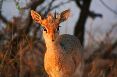 Dik dik sunset