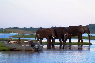 Chobe national park elephant