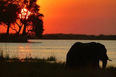 Elephant on the sunset