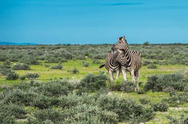 Due zebre nel parco nazionale Etosha in Namibia