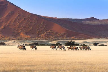 Gruppi di orici nel Sossusvlei in Namibia