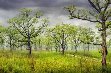 Nepal Chitwan National Park