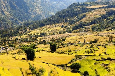 Nepal ricefields