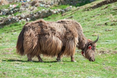 Nepal yak