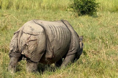 nepal-chitwan-1
