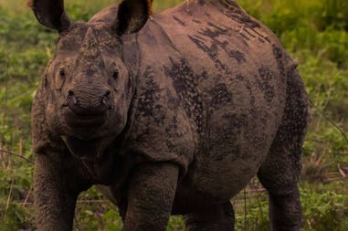 nepal-chitwan-2