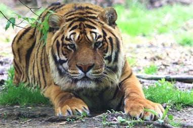 Tigre del Bengala in Nepal