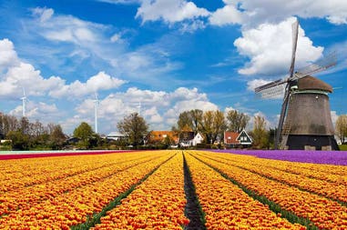 Campo di tulipani e mulino a vento ad Amsterdam in Olanda