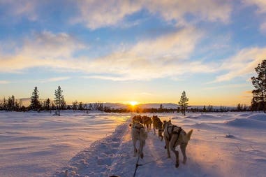 Sled dog in Russia